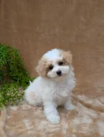 Khloe , a female Bichpoo for sale in Bristol, IN – 5 of 5