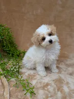 Khloe , a female Bichpoo for sale in Bristol, IN – 3 of 5