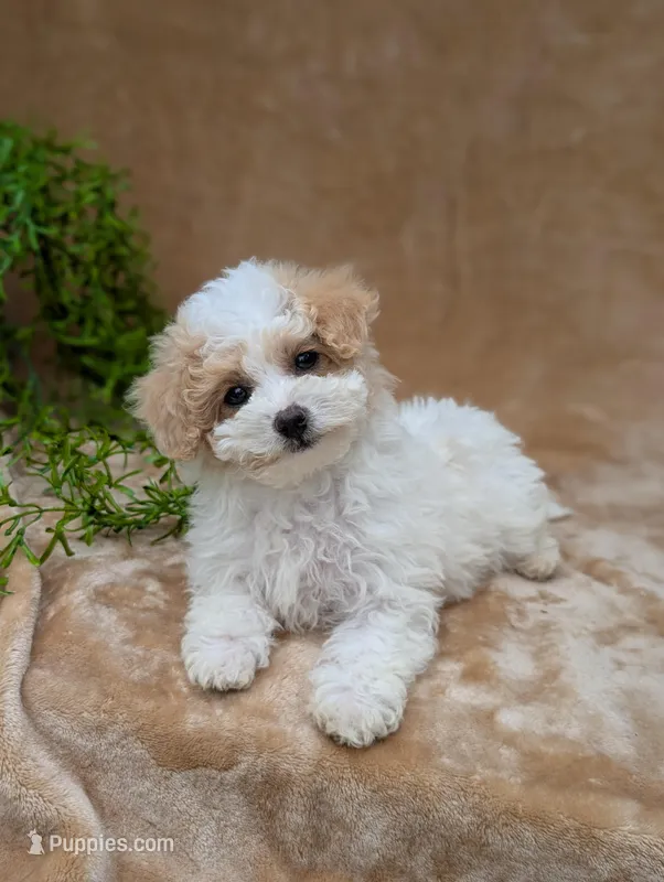 Khloe  – Bichpoo puppy for sale in Bristol, IN