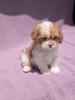 Archie , a male Shihpoo for sale in Bristol, IN – 3 of 9