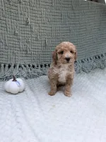 Hope, a female Miniature Goldendoodle for sale in Bristol, IN – 3 of 7