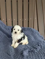 Collin, a male Cavapoo for sale in Bristol, IN – Photo 4 of 5