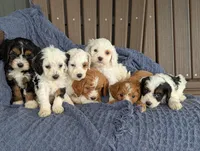 Collin, a male Cavapoo for sale in Bristol, IN – Photo 5 of 5