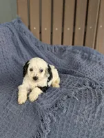 Collin, a male Cavapoo for sale in Bristol, IN – Photo 2 of 5