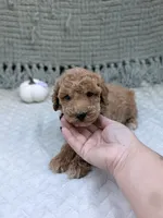 Hannah , a female Miniature Goldendoodle for sale in Bristol, IN – 3 of 7