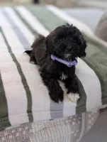 Candy, a female Havapoo for sale in Bristol, IN – Photo 3 of 7