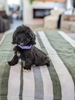 Candy, a female Havapoo for sale in Bristol, IN – Photo 4 of 7