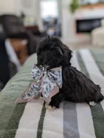 Candy, a female Havapoo for sale in Bristol, IN – Photo 5 of 7