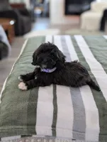 Candy, a female Havapoo for sale in Bristol, IN – Photo 7 of 7