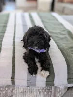 Candy, a female Havapoo for sale in Bristol, IN – Photo 2 of 7