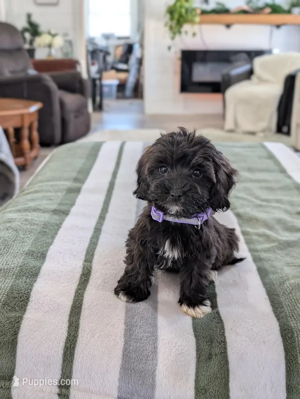 Candy – Havapoo puppy for sale in Bristol, IN