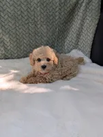 Bentley , a male Poodle - Toy  for sale in Bristol, IN – 5 of 5