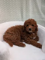 Caramel , a male Aussiedoodle and Poodle - Miniature  for sale in Bristol, IN – 3 of 6