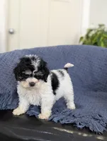 Asher, a male Cockapoo for sale in Bristol, IN – Photo 3 of 6