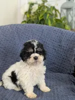 Asher, a male Cockapoo for sale in Bristol, IN – Photo 2 of 6