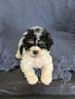 Asher, a male Cockapoo for sale in Bristol, IN – Photo 1 of 6