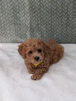 Benji , a male Poodle - Toy  for sale in Bristol, IN – 2 of 5