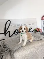 Phillip , a male Cavapoo for sale in Bristol, IN – 1 of 6