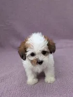 Ariel , a female Shihpoo for sale in Bristol, IN – 3 of 7