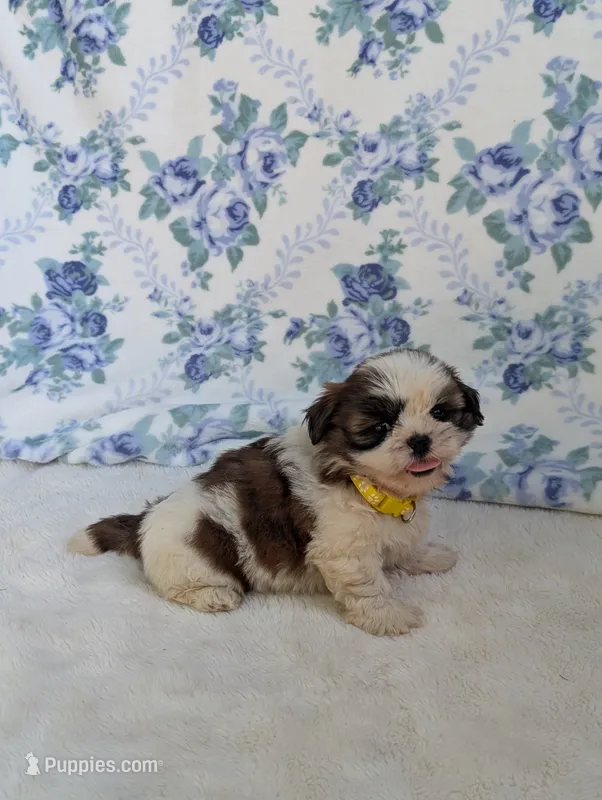 Flower  – Shih Tzu puppy for sale in Bristol, IN