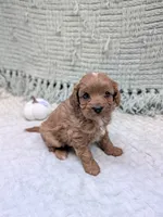 Brenda , a female Cavapoo for sale in Bristol, IN – 3 of 6