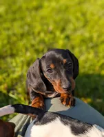 Tinkerbell , a female Miniature Dachshund for sale in Bristol, IN – 2 of 6