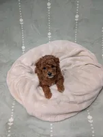 Paris , a female Poodle - Toy  for sale in Bristol, IN – 2 of 6