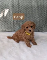 Benji , a male Poodle - Toy  for sale in Bristol, IN – 1 of 5