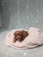Parker, a male Poodle - Toy  for sale in Bristol, IN – 3 of 5