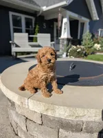 Hank, a female Miniature Goldendoodle for sale in Bristol, IN – 1 of 6