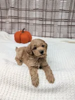 Rob, a male Miniature Goldendoodle for sale in Bristol, IN – 3 of 6