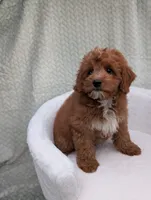 Chestnut , a male Aussiedoodle and Poodle - Miniature  for sale in Bristol, IN – 5 of 5