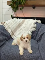 Edward , a male Poodle - Toy  for sale in Bristol, IN – Photo 5 of 7