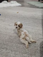 Edward , a male Poodle - Toy  for sale in Bristol, IN – Photo 6 of 7