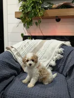 Edward , a male Poodle - Toy  for sale in Bristol, IN – Photo 4 of 7