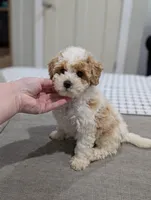Edward , a male Poodle - Toy  for sale in Bristol, IN – Photo 3 of 7