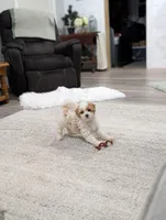 Edward , a male Poodle - Toy  for sale in Bristol, IN – Photo 2 of 7
