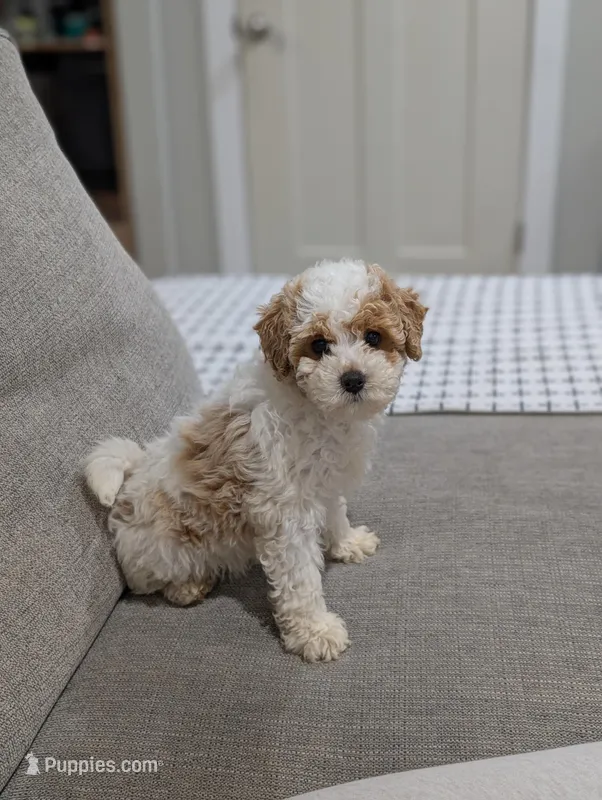 Edward  – Poodle - Toy  puppy for sale in Bristol, IN