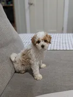 Edward , a male Poodle - Toy  for sale in Bristol, IN – Photo 1 of 7