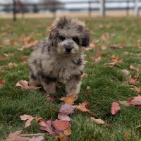 Ferrari , a male Poodle - Miniature  for sale in Bristol, IN – Photo 6 of 9