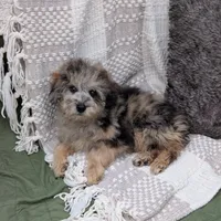 Ferrari , a male Poodle - Miniature  for sale in Bristol, IN – Photo 7 of 9
