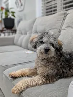 Ferrari , a male Poodle - Miniature  for sale in Bristol, IN – Photo 2 of 9