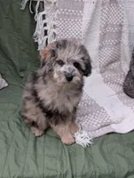 AKC Fransisco, a male Poodle - Toy  for sale in Bristol, IN – Photo 3 of 5