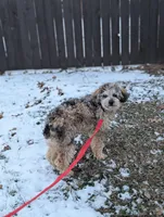 Ferrari , a male Poodle - Miniature  for sale in Bristol, IN – Photo 4 of 9