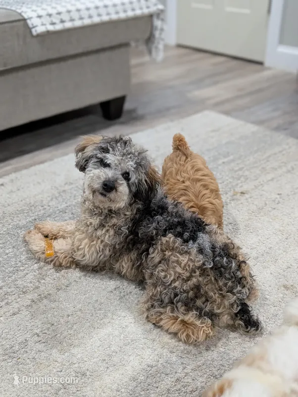 Ferrari  – Poodle - Miniature  puppy for sale in Bristol, IN