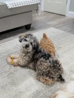 Ferrari , a male Poodle - Miniature  for sale in Bristol, IN – Photo 1 of 9