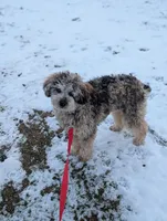 Ferrari , a male Poodle - Miniature  for sale in Bristol, IN – Photo 5 of 9