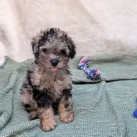 Ferrari , a male Poodle - Miniature  for sale in Bristol, IN – Photo 8 of 9