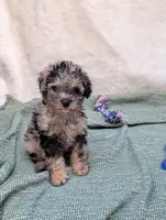 AKC Fransisco, a male Poodle - Toy  for sale in Bristol, IN – Photo 4 of 5