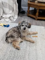 Ferrari , a male Poodle - Miniature  for sale in Bristol, IN – Photo 3 of 9